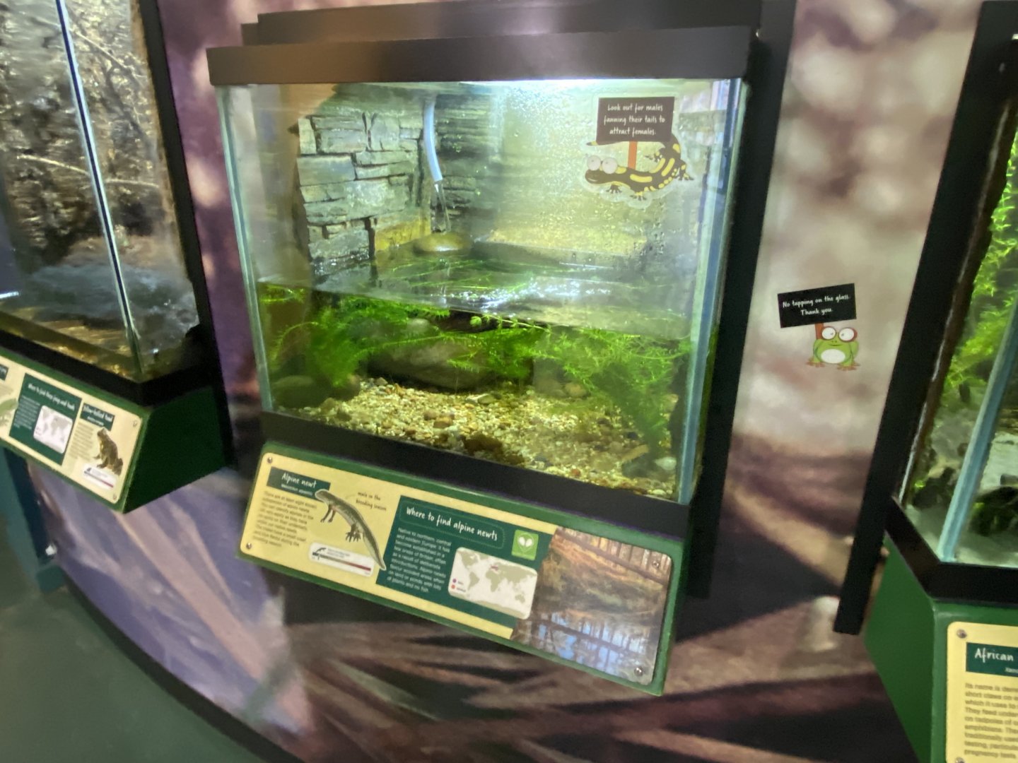 Alpine newt exhibit 290224