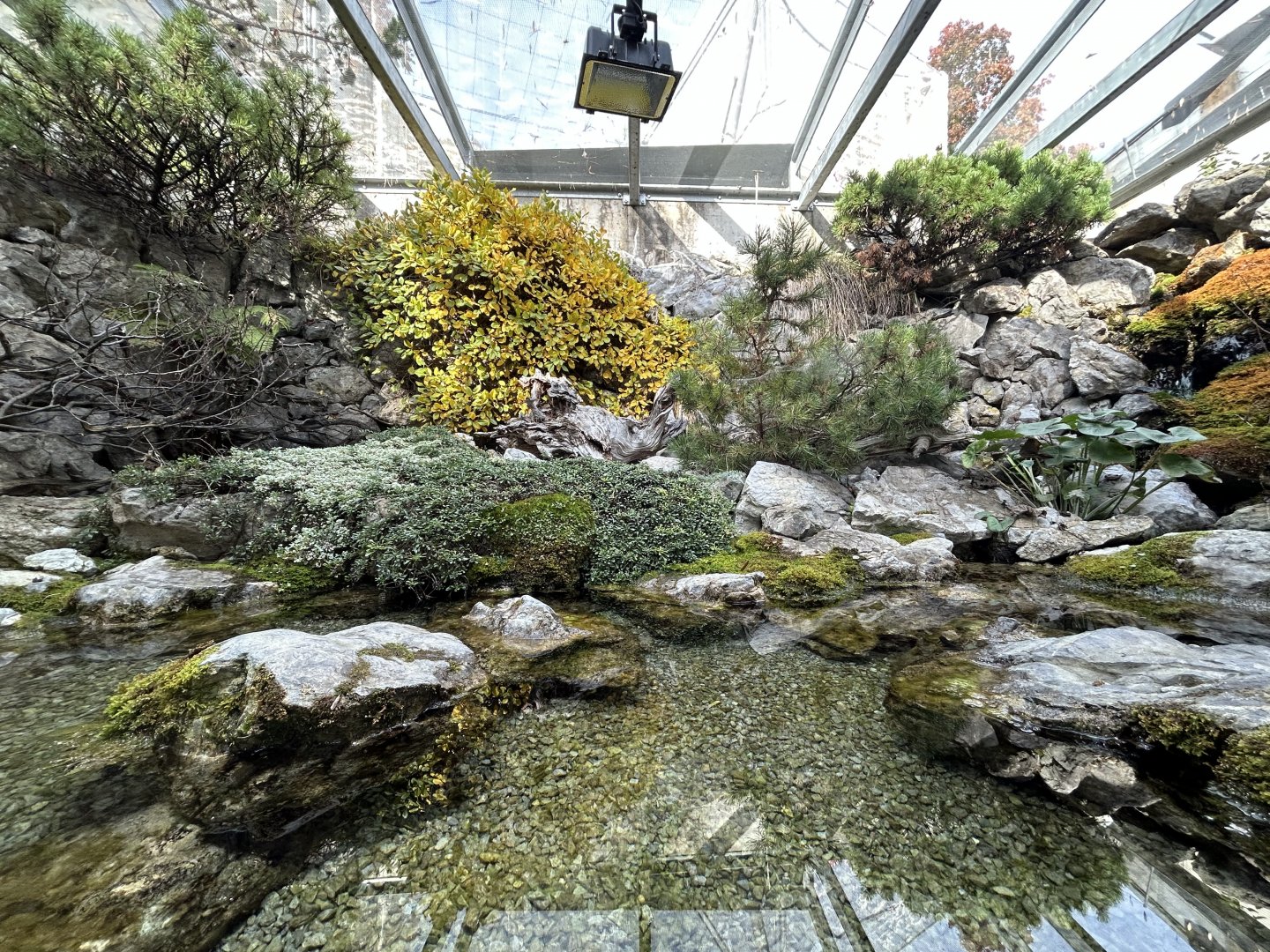 Alpine Newt Exhibit