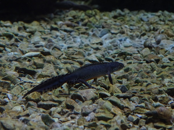 Alpine newt (Ichthyosaura alpestris)