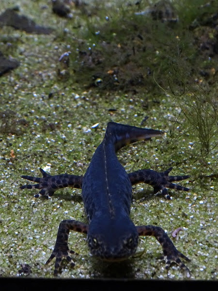 Alpine newt (Ichthyosaura alpestris)