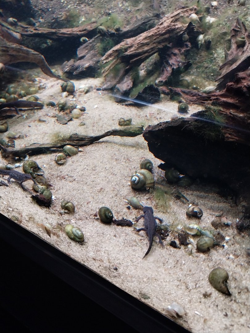 Alpine newt (Ichthyosaurus alpestris alpestris)