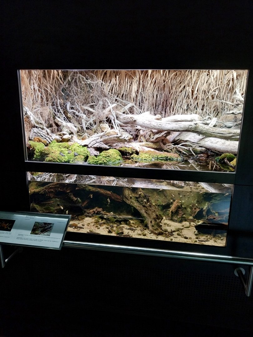 Alpine newt paludarium