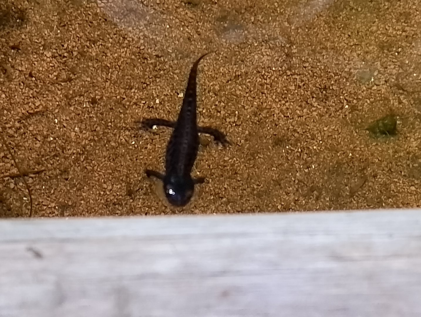 Alpine newt