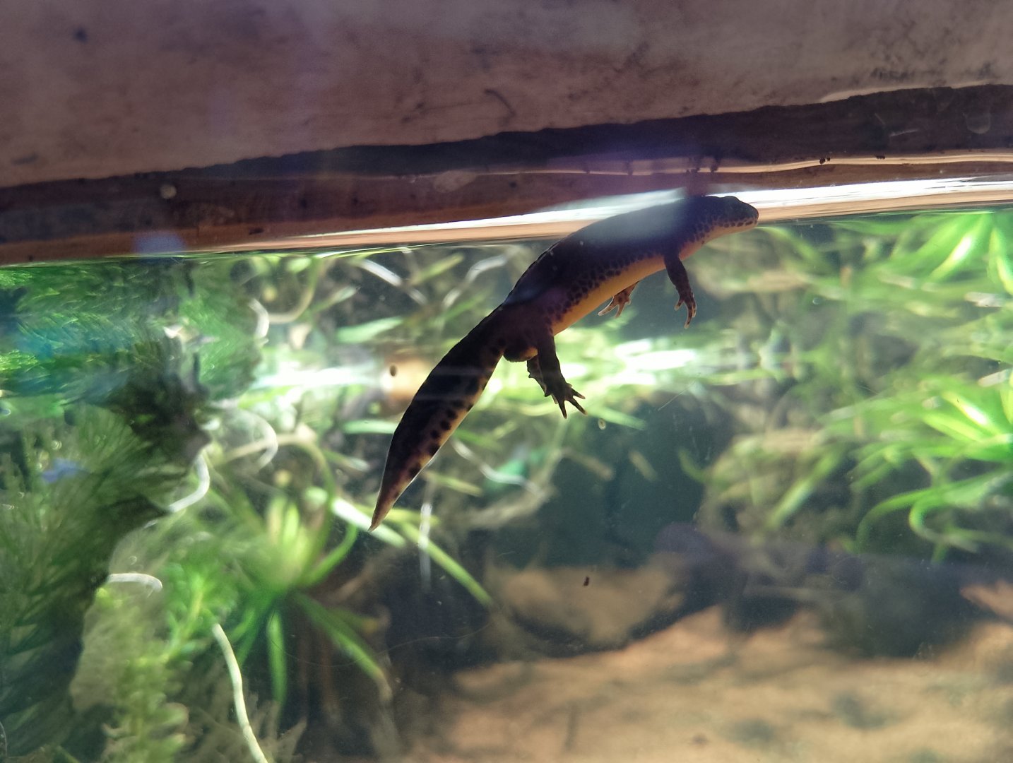 Alpine newt