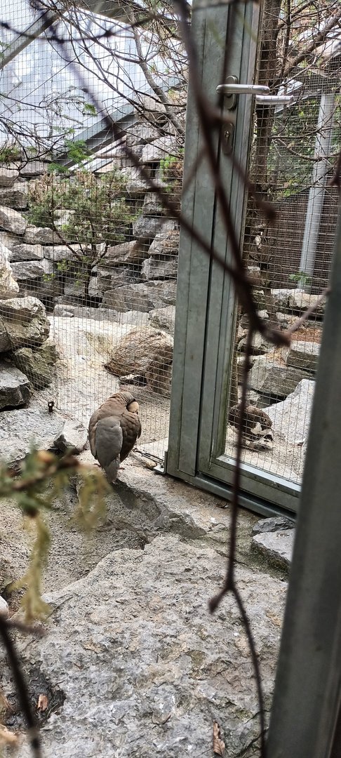 Alpine Partridge and Rock Ptarmigan