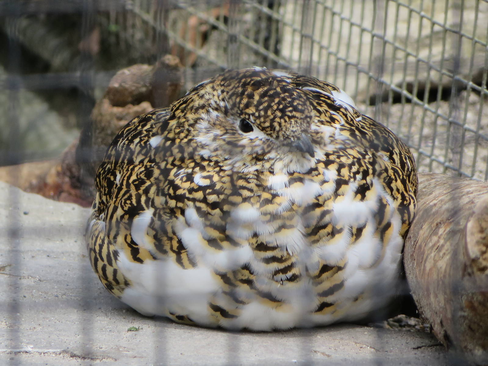 Alpine ptarmigan