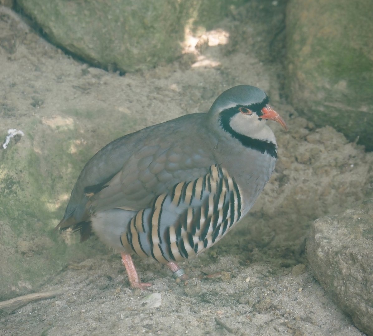 Alpine rock partridge (Alectoris graeca saxatilis), 2024-05-21