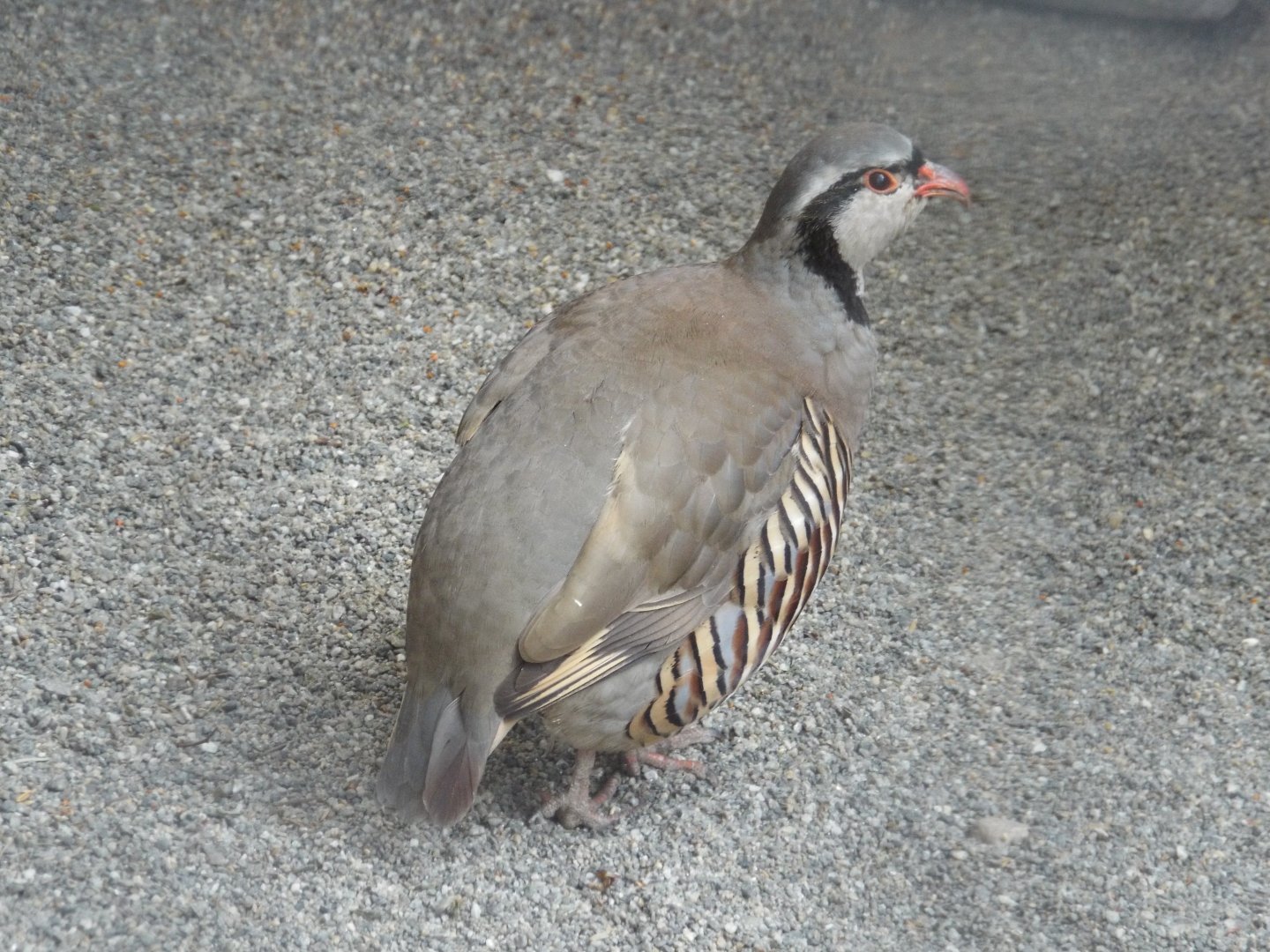 Alpine Rock Partridge (Alectoris graeca saxatilis) at Alpenzoo Innsbruck - April 11 2015
