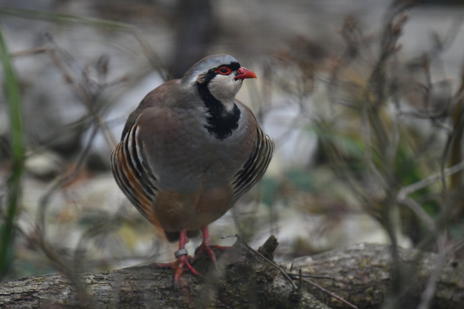 Alpine rock partridge (Alectoris graeca saxatilis)