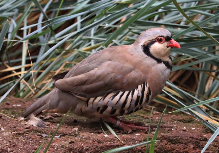 Alpine rock partridge (Alectoris graeca saxatilis)