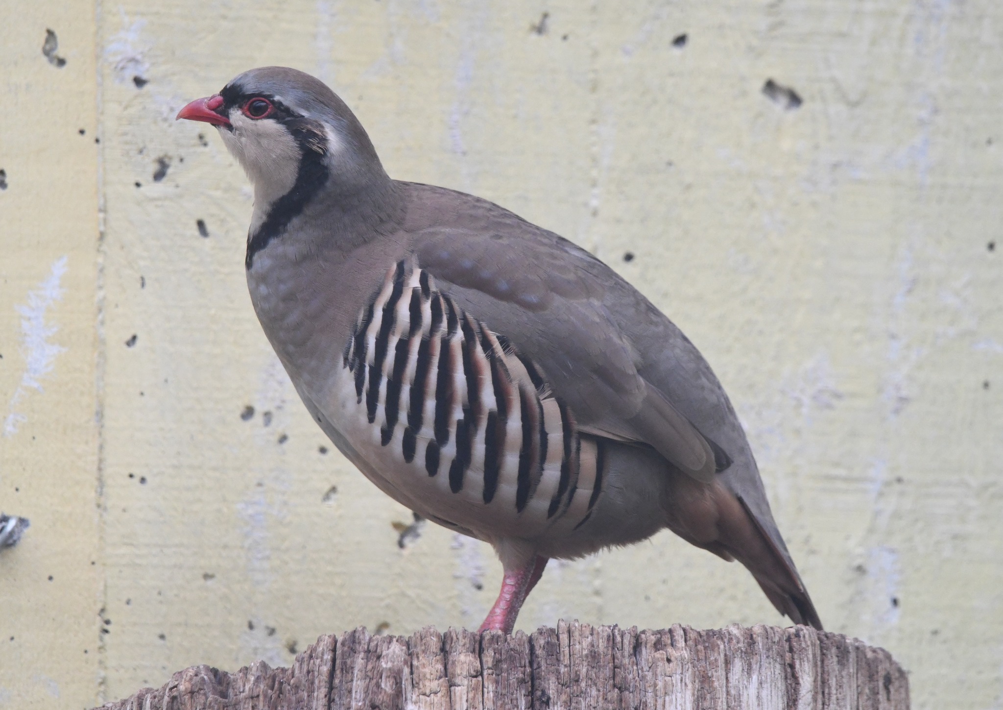 Alpine Rock Partridge - Alectoris graeca saxatilis