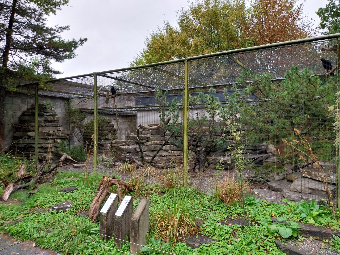 Alpine rock partridge aviary