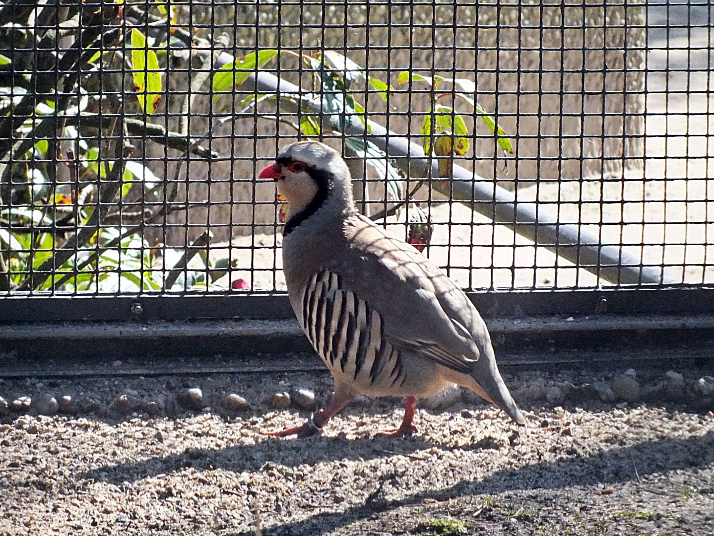 Alpine rock partridge