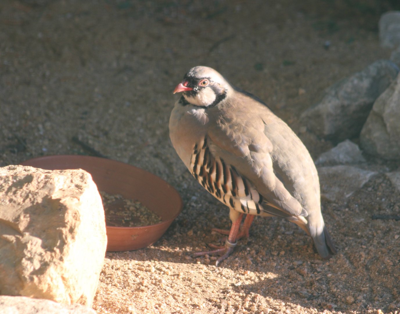 Alpine rock partridge