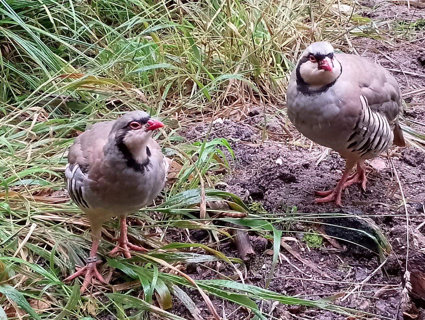 Alpine rock partridge