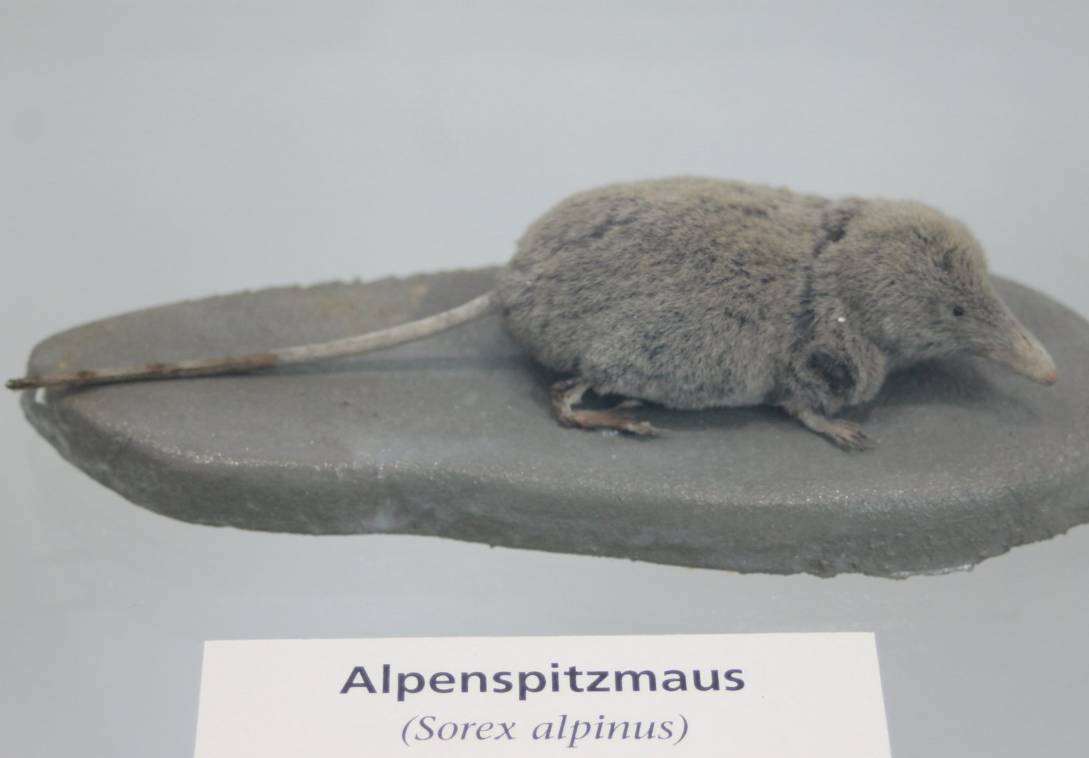 Alpine shrew - Solex alpinus