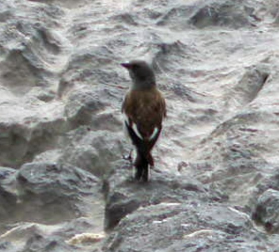 Alpine Sparrow (Montifringilla nivalis)