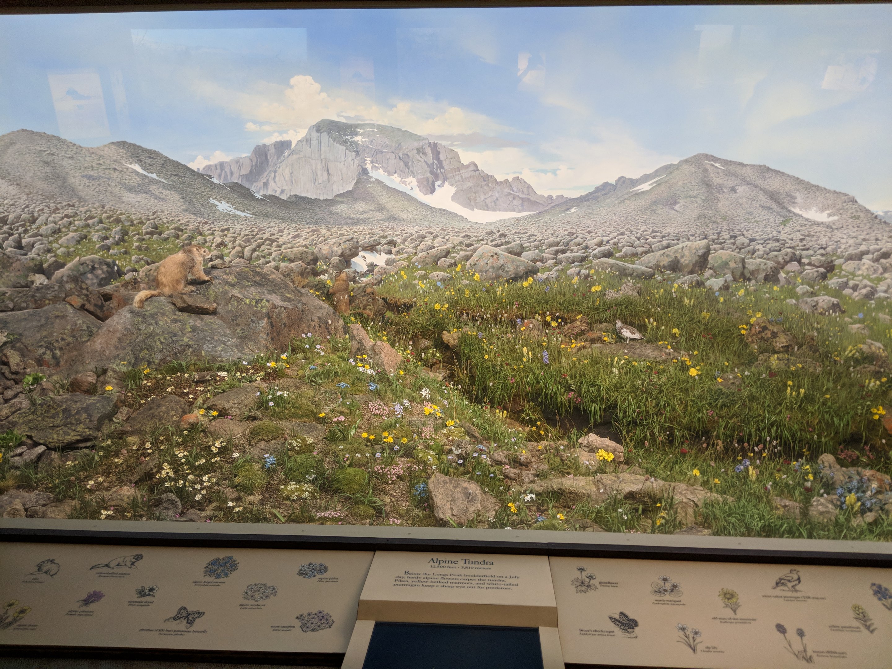 Alpine Tundra Diorama