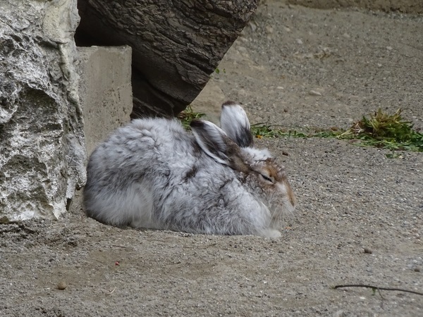 Alps hare (Lepus timidus varronis)