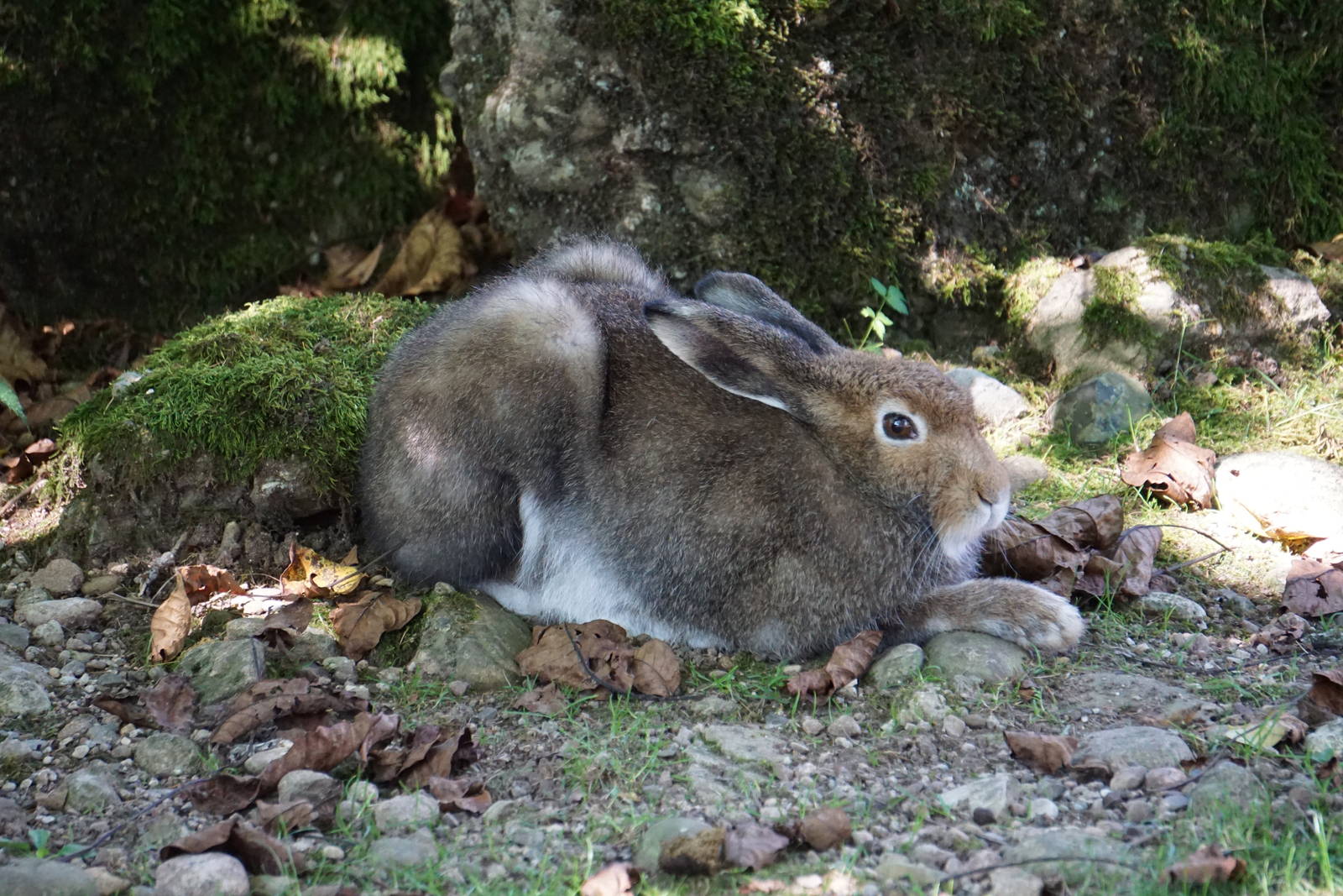 Alps Hare