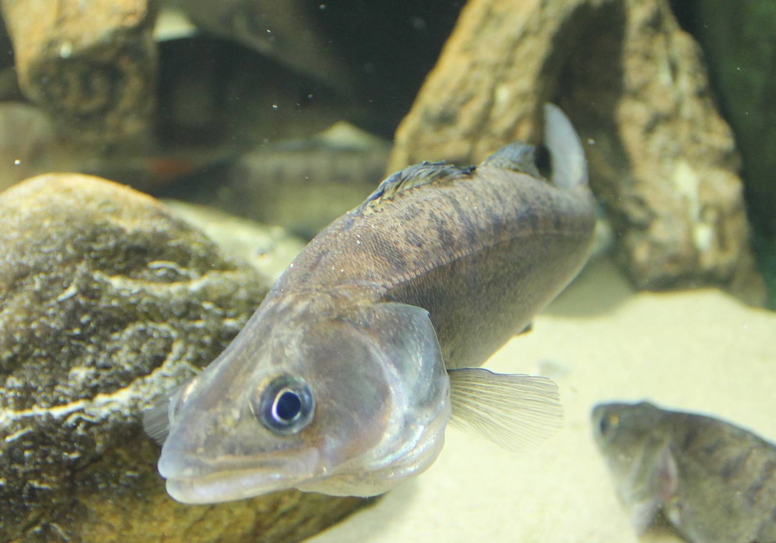 Also not sure if these are Sanders