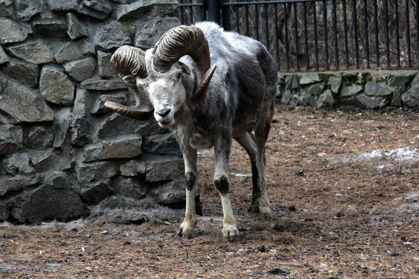 Altai argali (Ovis ammon ammon)