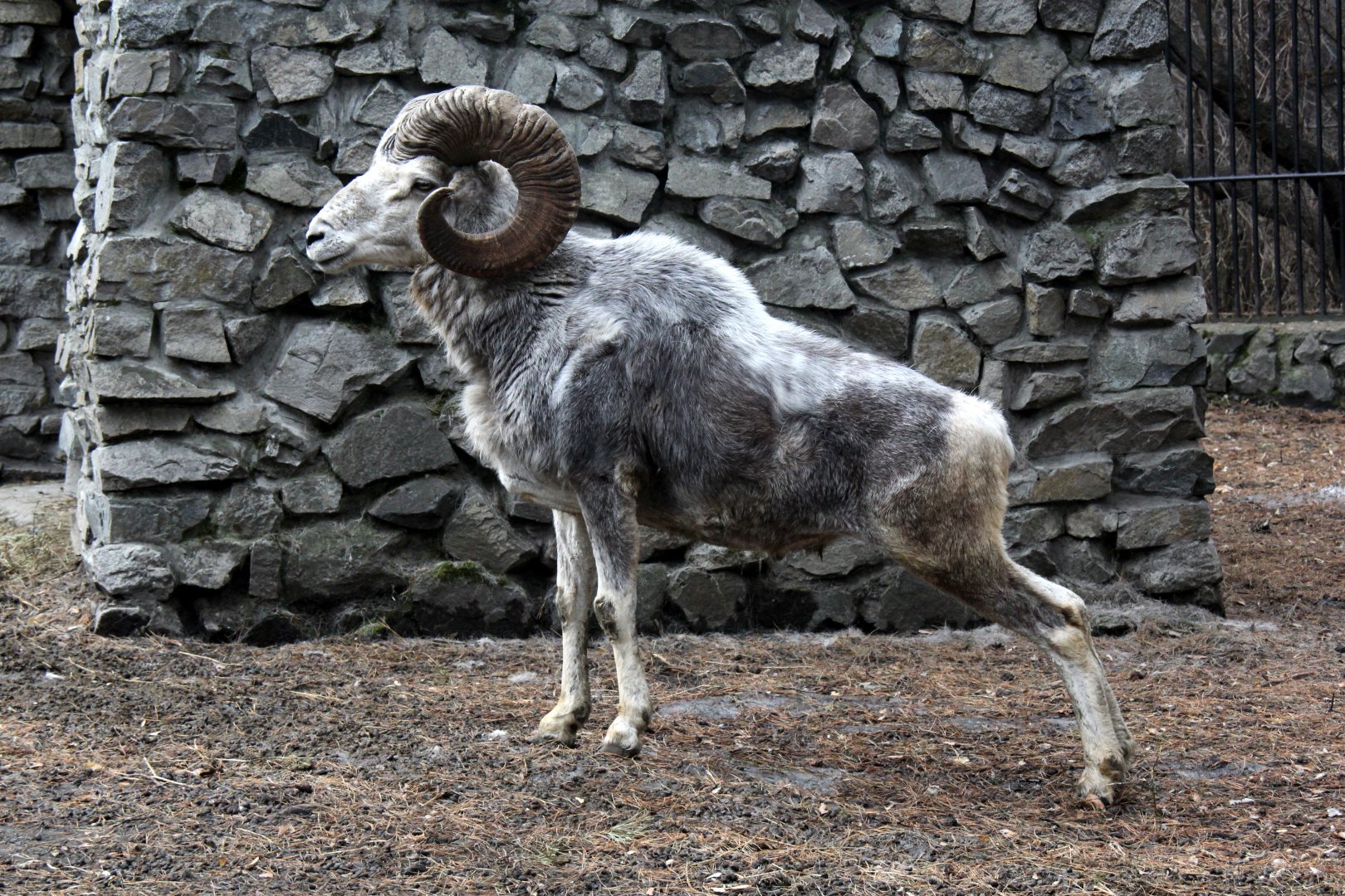 Altai argali (Ovis ammon ammon)