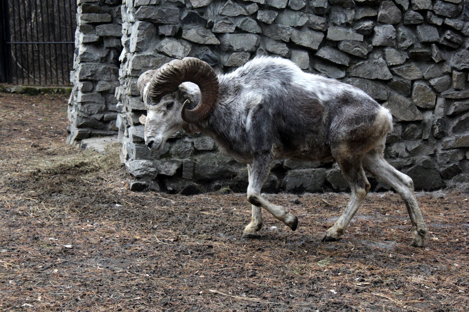 Altai argali (Ovis ammon ammon)