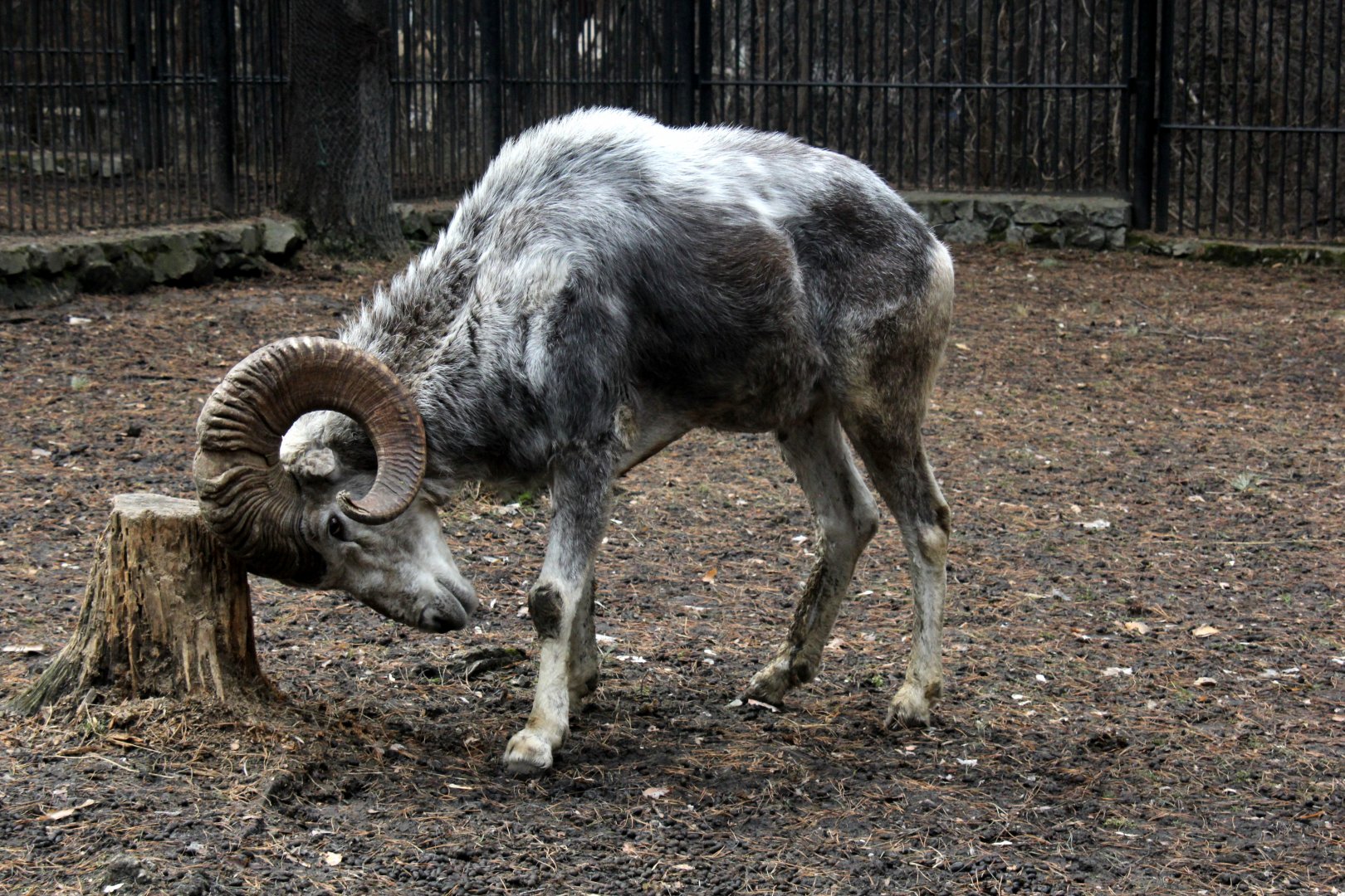 Altai argali (Ovis ammon ammon)