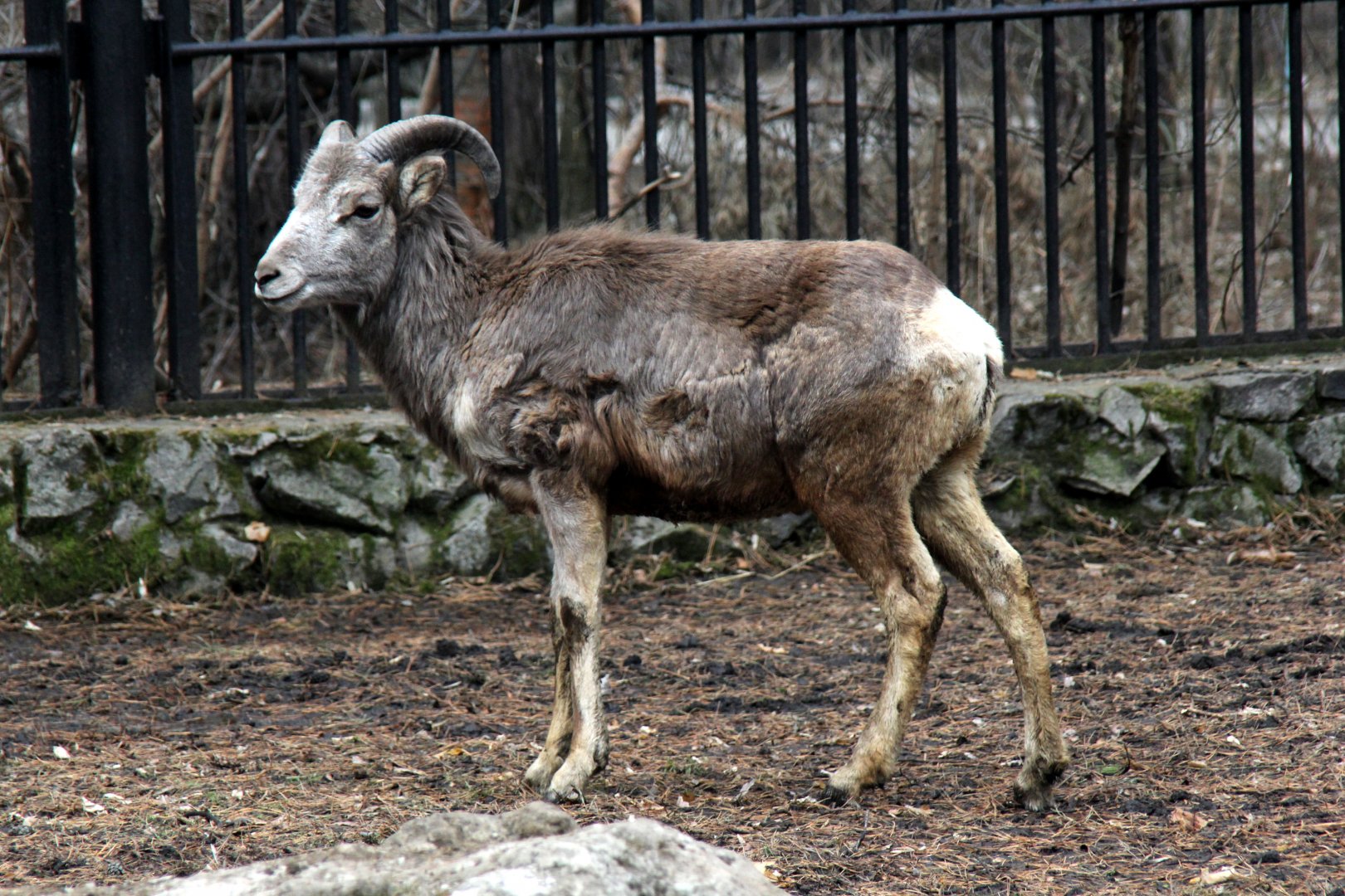 Altai argali (Ovis ammon ammon)