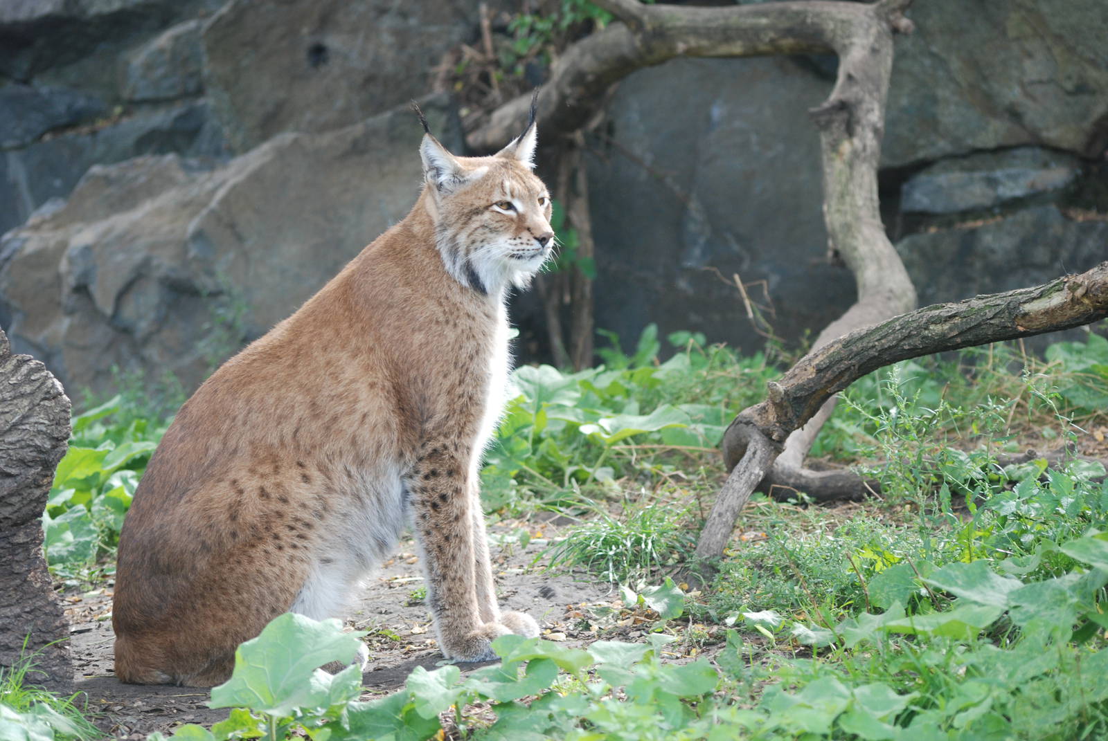 Altai Lynx at Tierpark Berlin, 30/08/11