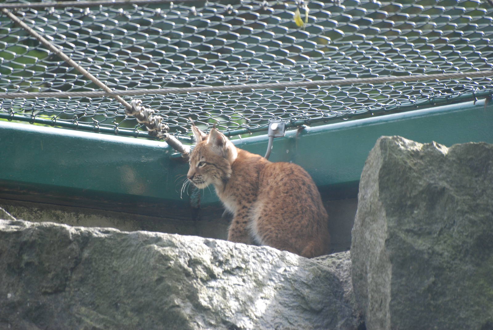 Altai Lynx Cub at Tierpark Berlin, 30/08/11