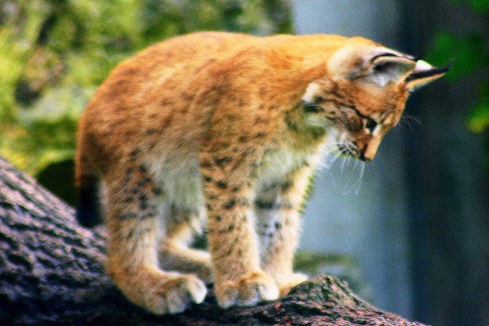 Altai lynx cub; Berlin Tierpark; 9th September 2011