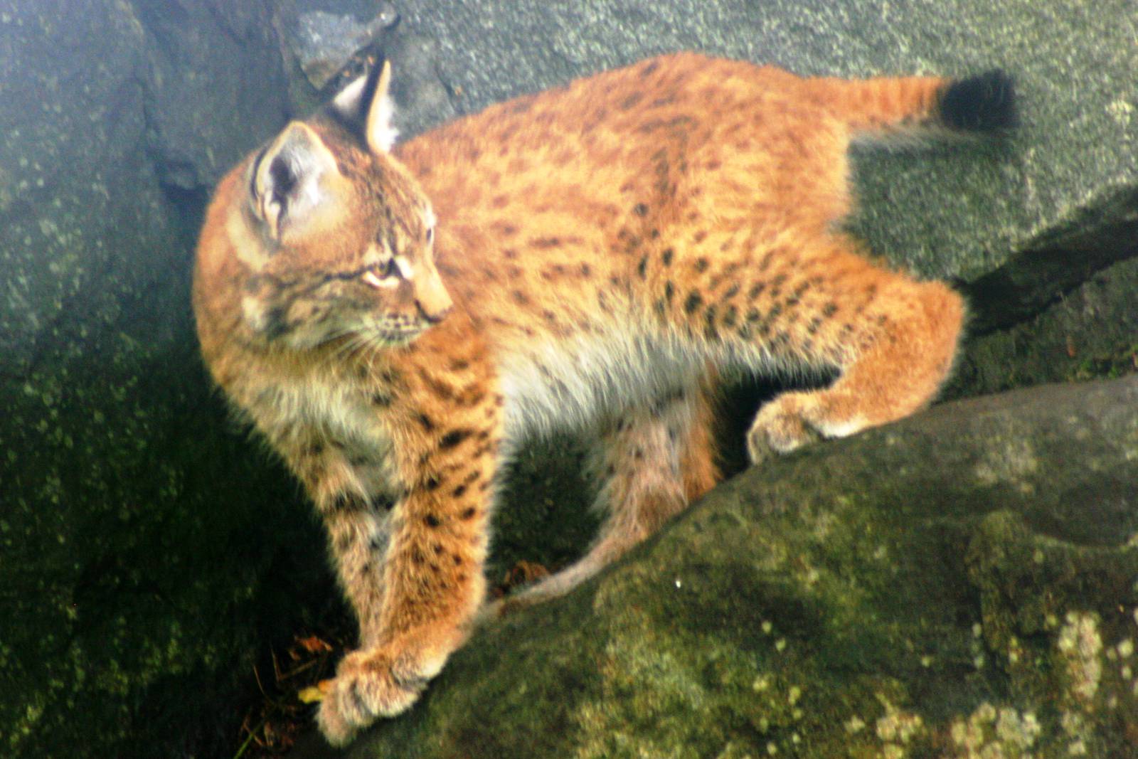 Altai lynx cub; Berlin Tierpark; 9th September 2011
