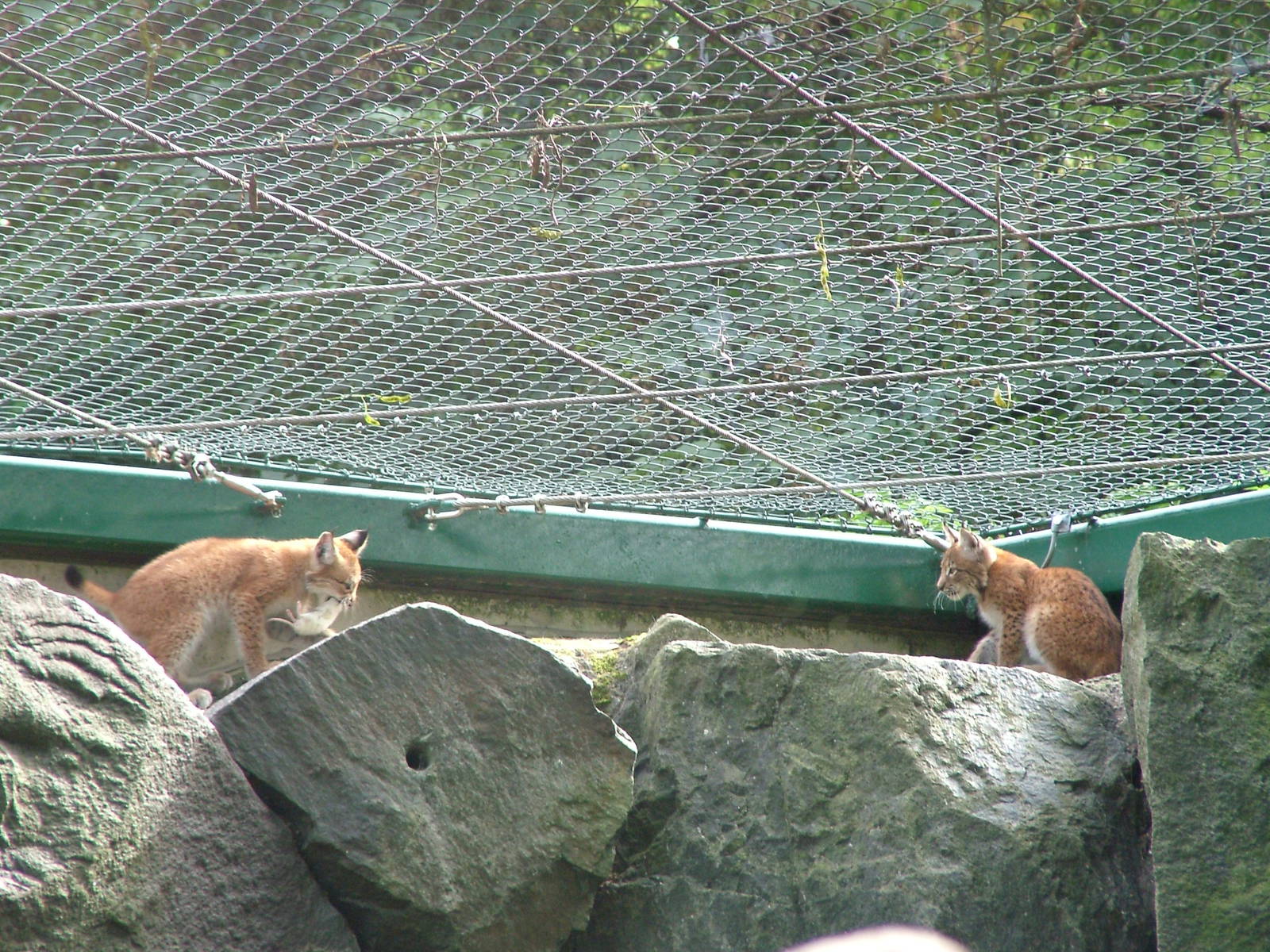 Altai Lynx Cubs at Tierpark Berlin, 30/08/11