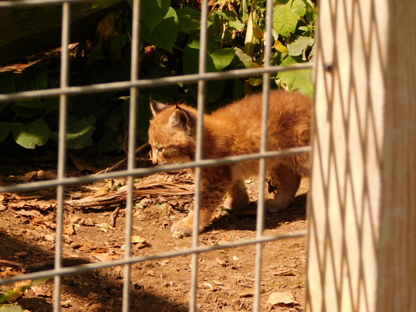 Altai Lynx Kitten (Lynx lynx isabellinus)