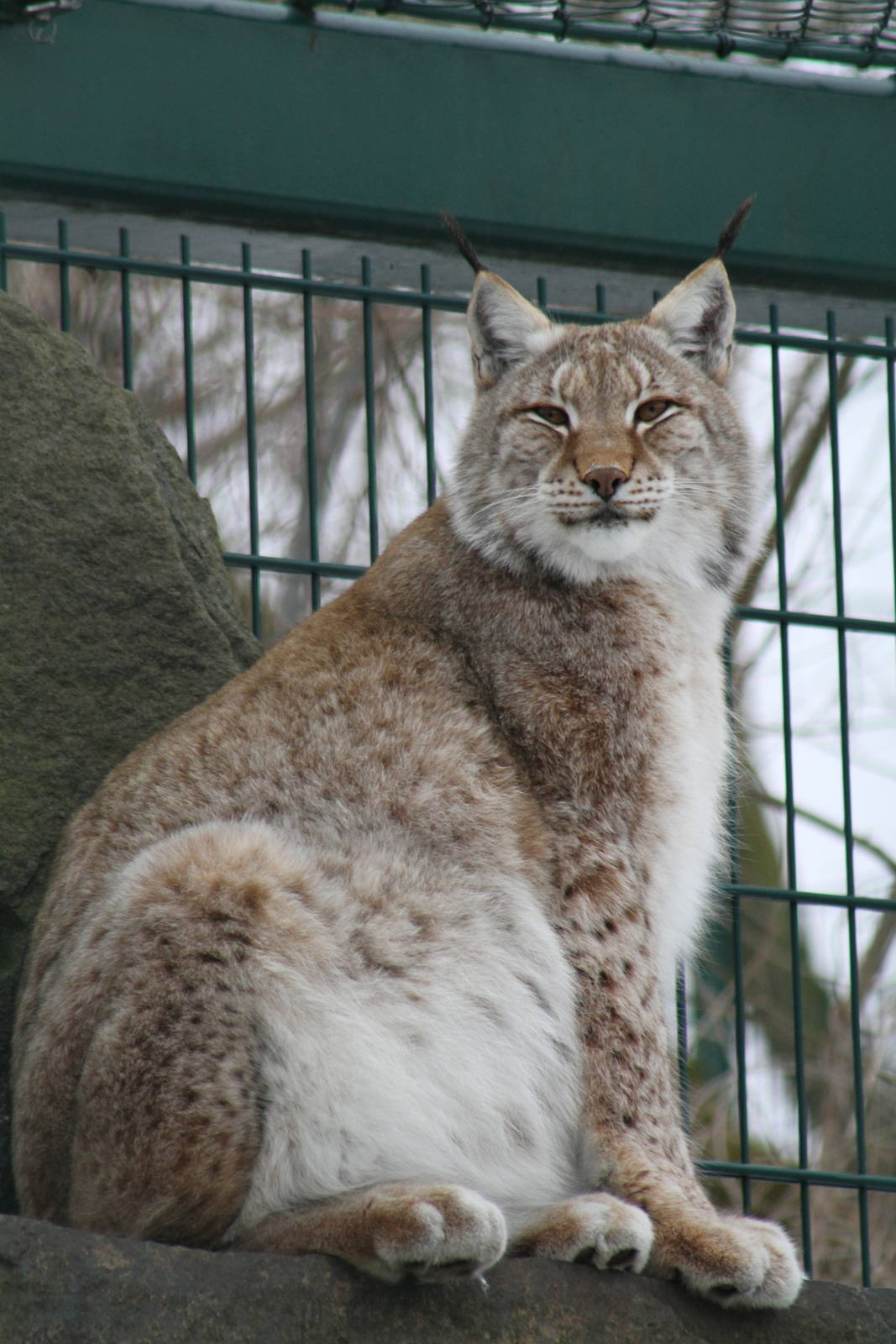 Altai Lynx (Lynx lynx wardi)