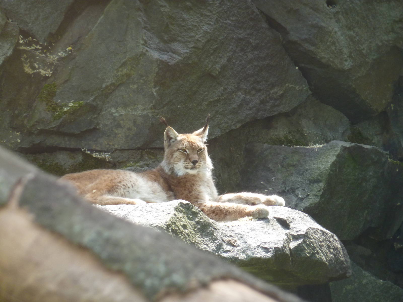 Altai lynx