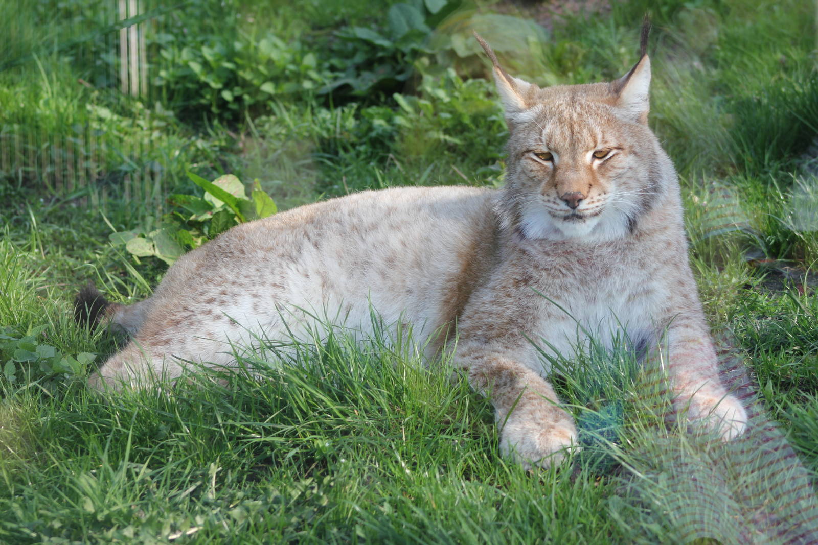 Altai lynx