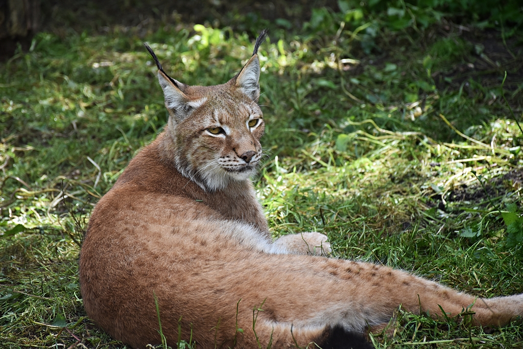 Altai Lynx