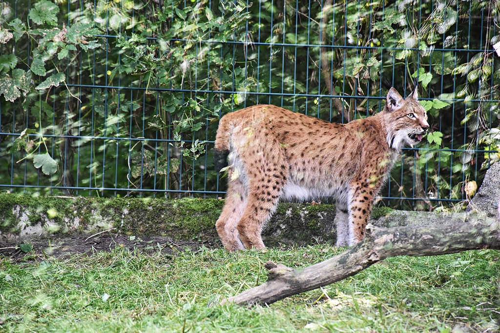 Altai lynx