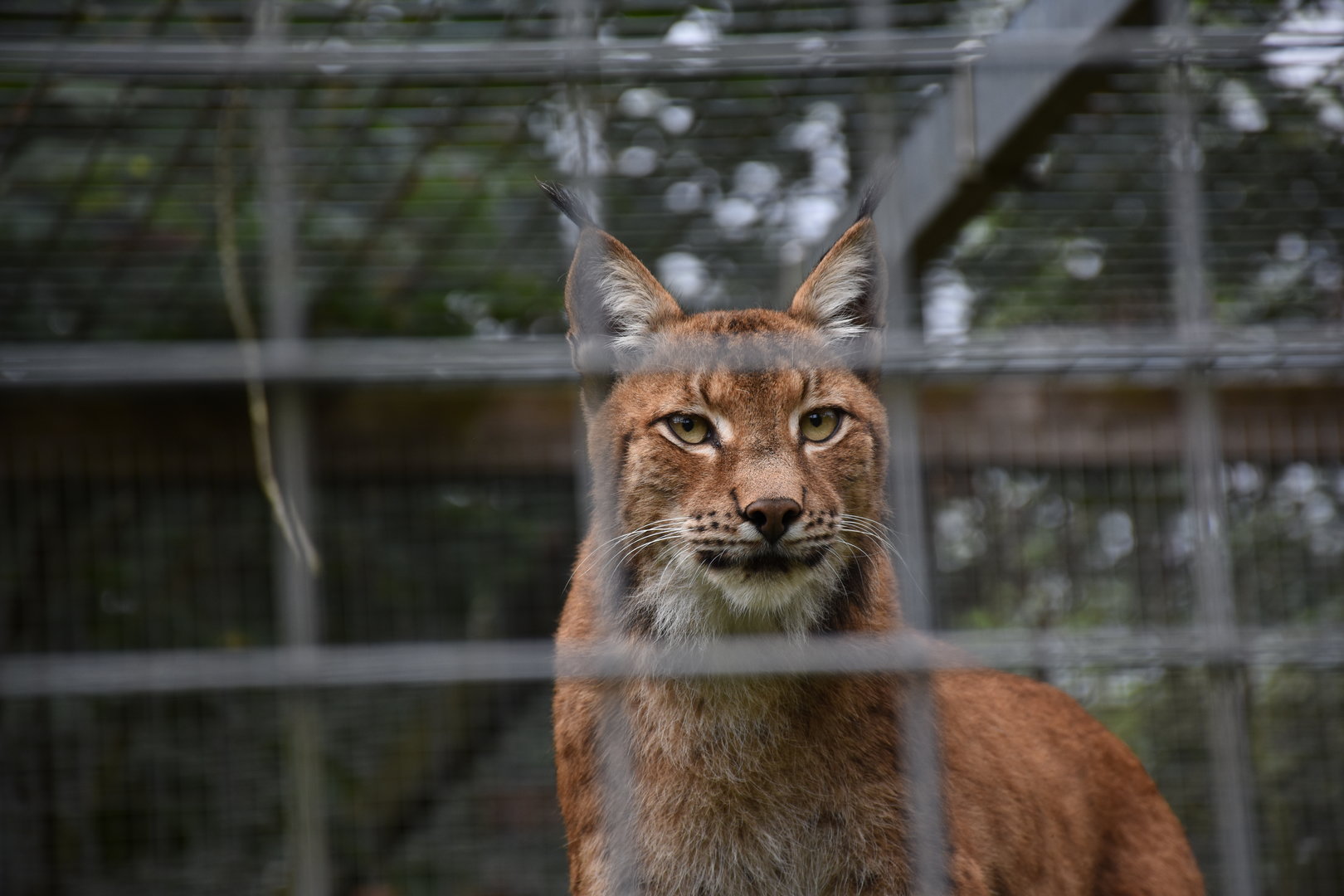 Altai lynx