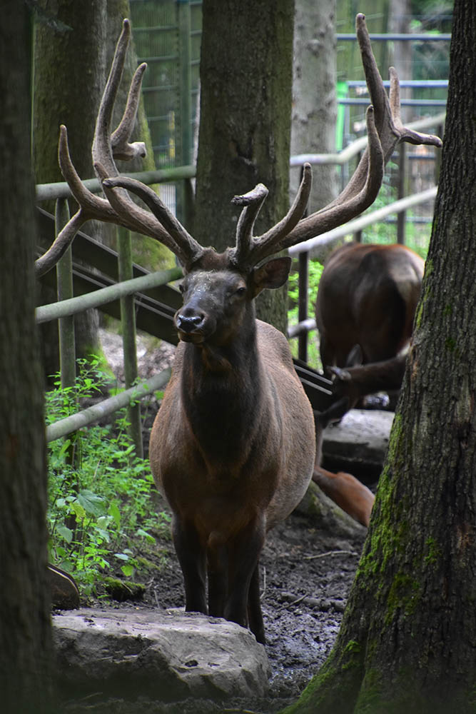 Altai maral (Altai wapiti) (Cervus canadensis sibiricus)