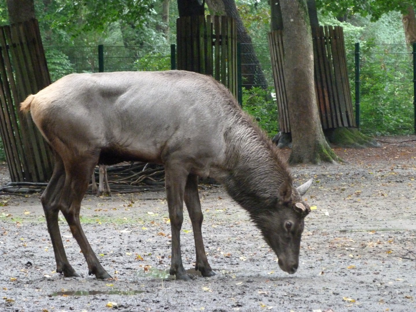 Altai maral -Tierpark Berlin (2024)
