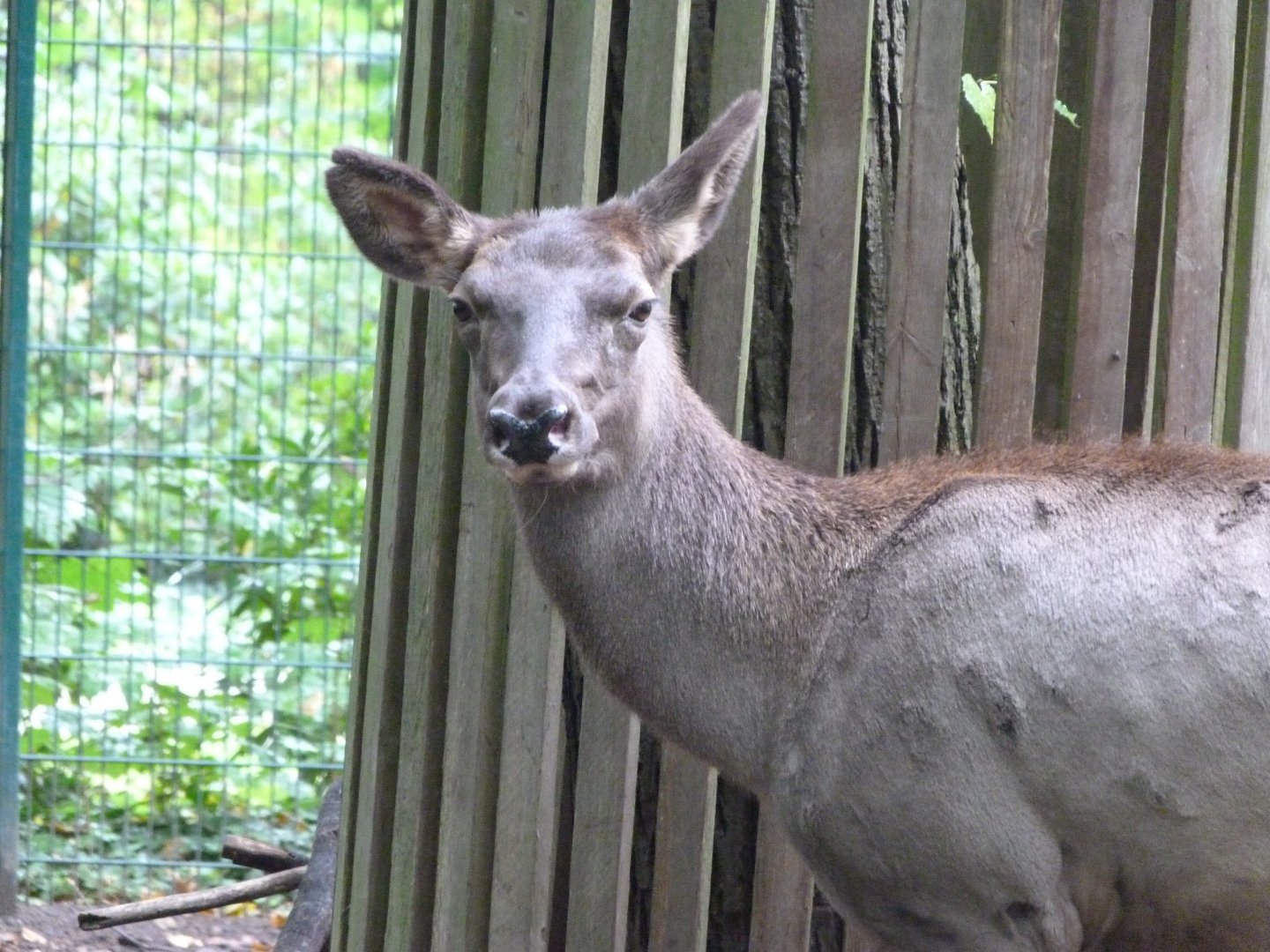 Altai maral -Tierpark Berlin (2024)