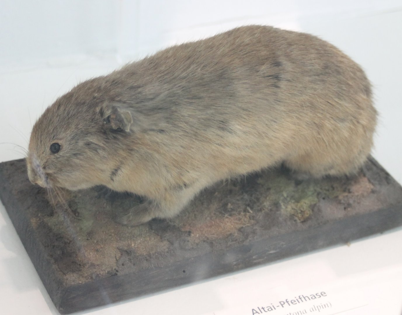 Altai pica - Ochontona alpina