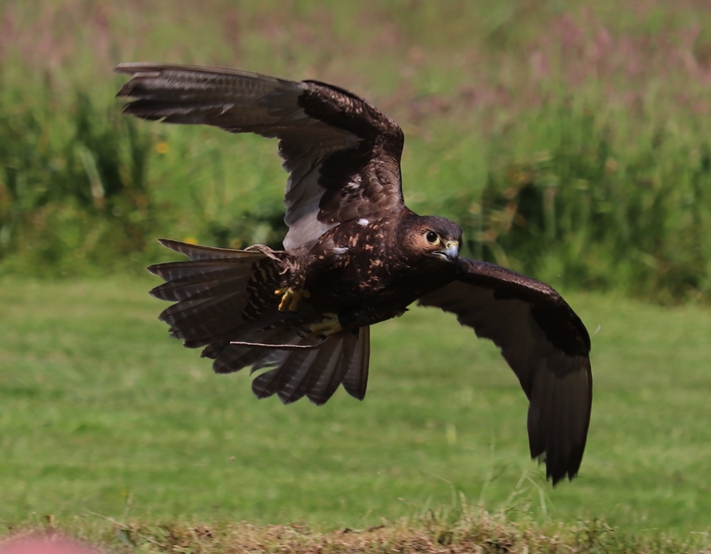 "Altai saker falcon"