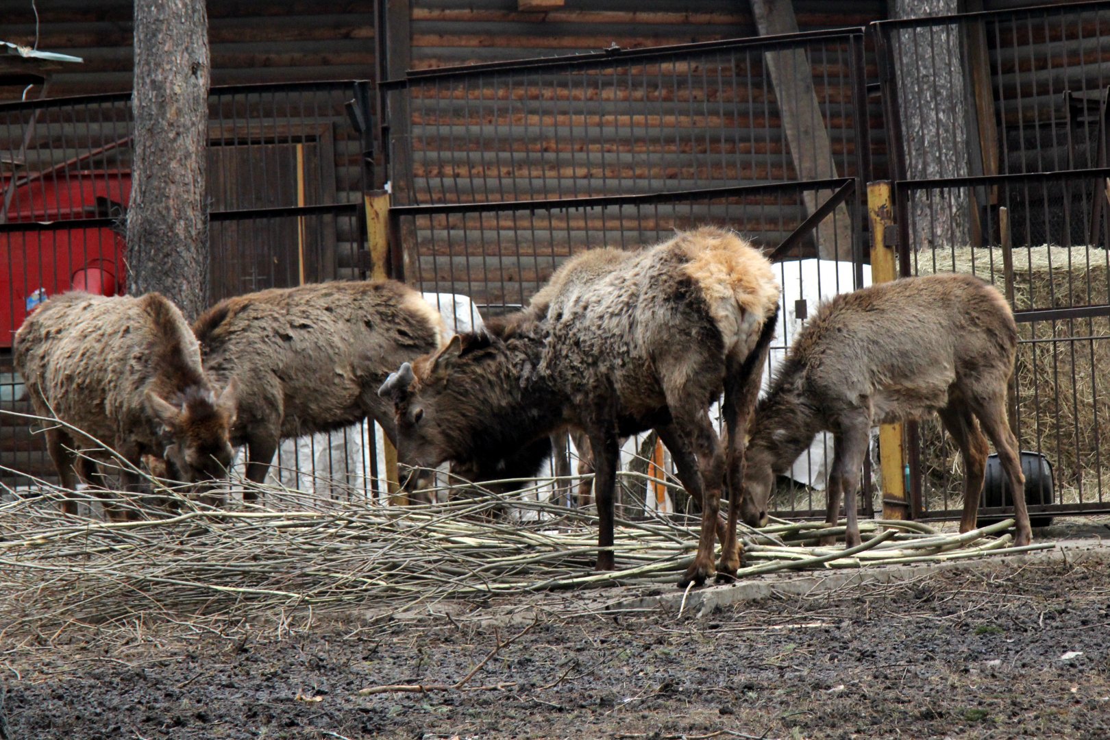 Altai wapiti (Cervus canadensis sibiricus)