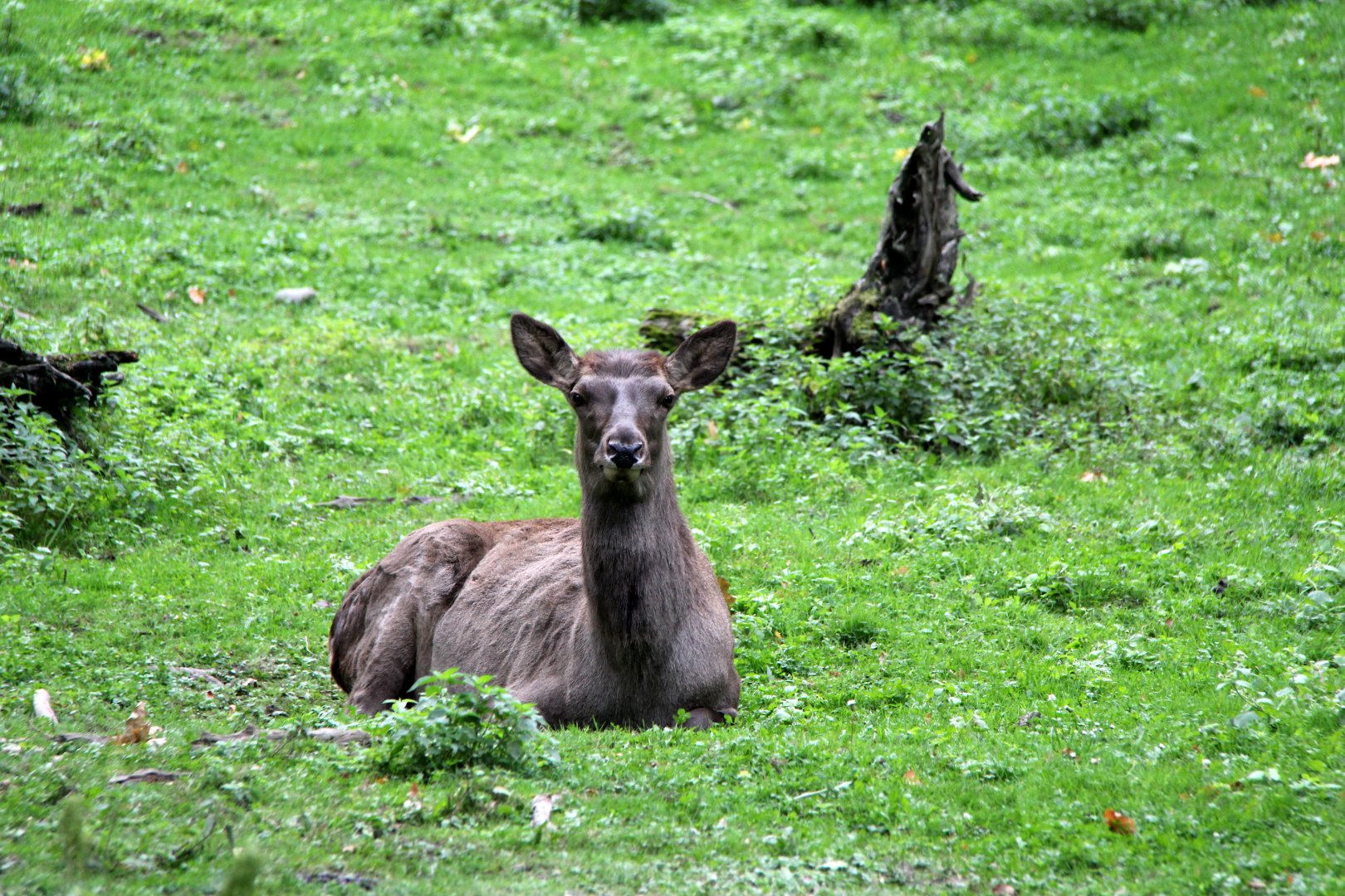 Altai wapiti (Cervus canadensis sibiricus)