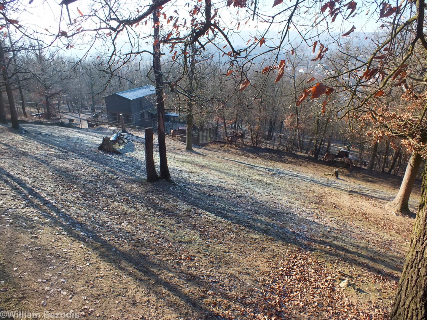 Altai Wapiti Enclosure